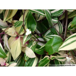 Gottesauge Tri-/Quatro Colour (Tradescantia Cerinthoides 'Variegata") schöne Hängepflanze f. drinnen u. draußen (mehrfarbig)