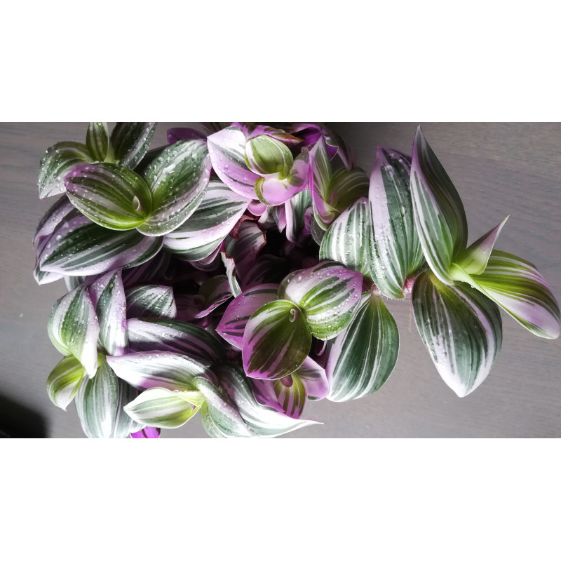 Gottesauge Tri-/Quatro Colour (Tradescantia Cerinthoides 'Variegata") schöne Hängepflanze f. drinnen u. draußen (mehrfarbig)