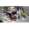 Gottesauge Tri-/Quatro Colour (Tradescantia Cerinthoides 'Variegata") schöne Hängepflanze f. drinnen u. draußen (mehrfarbig)
