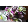 Gottesauge Tri-/Quatro Colour (Tradescantia Cerinthoides 'Variegata") schöne Hängepflanze f. drinnen u. draußen (mehrfarbig)