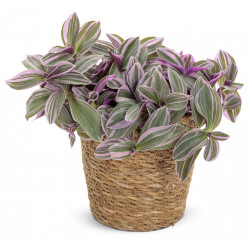 Gottesauge Tri-/Quatro Colour (Tradescantia Cerinthoides 'Variegata") schöne Hängepflanze f. drinnen u. draußen (mehrfarbig)