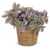 Gottesauge Tri-/Quatro Colour (Tradescantia Cerinthoides 'Variegata") schöne Hängepflanze f. drinnen u. draußen (mehrfarbig)