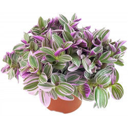Gottesauge Tri-/Quatro Colour (Tradescantia Cerinthoides 'Variegata") schöne Hängepflanze f. drinnen u. draußen (mehrfarbig)