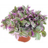 Gottesauge Tri-/Quatro Colour (Tradescantia Cerinthoides 'Variegata") schöne Hängepflanze f. drinnen u. draußen (mehrfarbig)