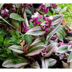 Gottesauge Tri-/Quatro Colour (Tradescantia Cerinthoides 'Variegata") schöne Hängepflanze f. drinnen u. draußen (mehrfarbig)