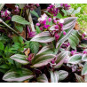 Gottesauge Tri-/Quatro Colour (Tradescantia Cerinthoides 'Variegata") schöne Hängepflanze f. drinnen u. draußen (mehrfarbig)
