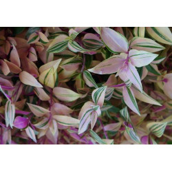 Gottesauge Tri-/Quatro Colour (Tradescantia Cerinthoides 'Variegata") schöne Hängepflanze f. drinnen u. draußen (mehrfarbig)
