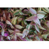 Gottesauge Tri-/Quatro Colour (Tradescantia Cerinthoides 'Variegata") schöne Hängepflanze f. drinnen u. draußen (mehrfarbig)