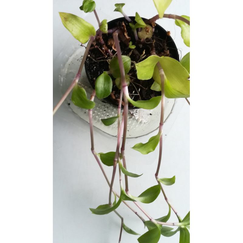 Rosabltiges Gottesauge (Tradescantia Blossfeldiana) schne Hngepflanze f.  drinnen u. drauen (mehrfarbig)