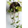 Rosablütiges Gottesauge (Tradescantia Blossfeldiana) schöne Hängepflanze f. drinnen u. draußen (mehrfarbig)