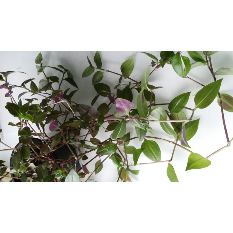 Rosablütiges Gottesauge (Tradescantia Blossfeldiana) schöne Hängepflanze f. drinnen u. draußen (mehrfarbig)