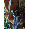 Mexikanische Dreimasterblume (Tradescantia Pallida) schöne Hängepflanze f. drinnen u. draußen