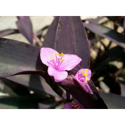 Mexikanische Dreimasterblume (Tradescantia Pallida) schöne Hängepflanze f. drinnen u. draußen