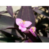 Mexikanische Dreimasterblume (Tradescantia Pallida) schöne Hängepflanze f. drinnen u. draußen