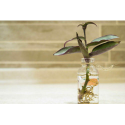 Mexikanische Dreimasterblume (Tradescantia Pallida) schöne Hängepflanze f. drinnen u. draußen