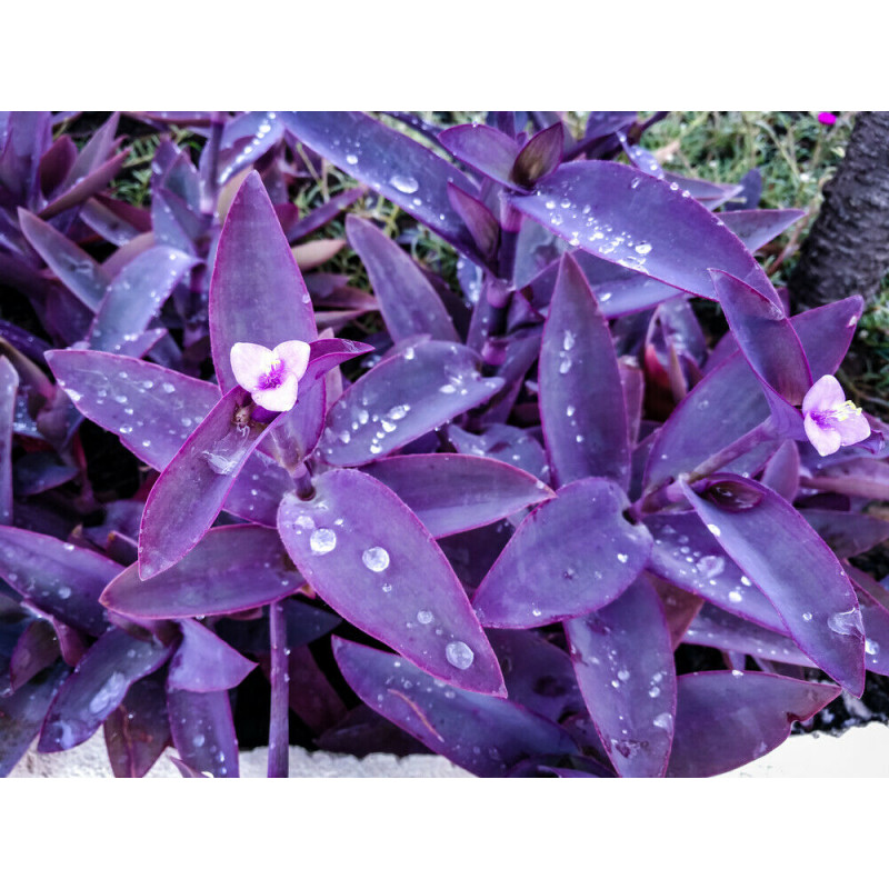 Mexikanische Dreimasterblume (Tradescantia Pallida) schöne Hängepflanze f. drinnen u. draußen