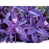 Mexikanische Dreimasterblume (Tradescantia Pallida) schöne Hängepflanze f. drinnen u. draußen