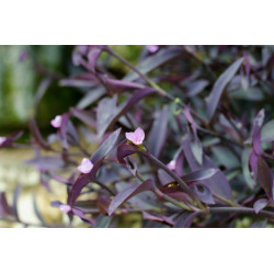 Mexikanische Dreimasterblume (Tradescantia Pallida) schöne Hängepflanze f. drinnen u. draußen