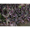 Mexikanische Dreimasterblume (Tradescantia Pallida) schöne Hängepflanze f. drinnen u. draußen