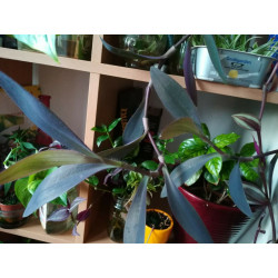Mexikanische Dreimasterblume (Tradescantia Pallida) schöne Hängepflanze f. drinnen u. draußen