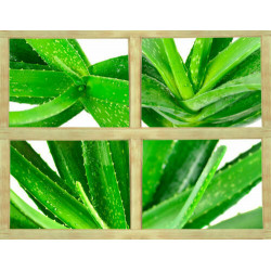 Echte Aloe Vera (Aloe Vera) Stylische Zimmer Pflanze, besonders Schlaf- u. Wohnräume