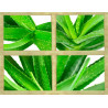 Echte Aloe Vera (Aloe Vera) Stylische Zimmer Pflanze, besonders Schlaf- u. Wohnräume