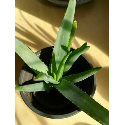 Echte Aloe Vera (Aloe Vera) Stylische Zimmer Pflanze, besonders Schlaf- u. Wohnräume