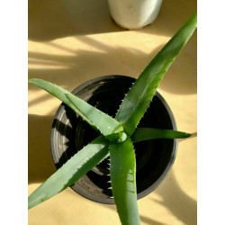 Echte Aloe Vera (Aloe Vera) Stylische Zimmer Pflanze, besonders Schlaf- u. Wohnräume