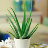 Echte Aloe Vera (Aloe Vera) Stylische Zimmer Pflanze, besonders Schlaf- u. Wohnräume