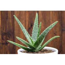 Echte Aloe Vera (Aloe Vera) Stylische Zimmer Pflanze, besonders Schlaf- u. Wohnräume