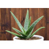 Echte Aloe Vera (Aloe Vera) Stylische Zimmer Pflanze, besonders Schlaf- u. Wohnräume