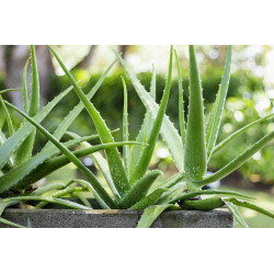 Echte Aloe Vera (Aloe Vera) Stylische Zimmer Pflanze, besonders Schlaf- u. Wohnräume