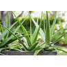 Echte Aloe Vera (Aloe Vera) Stylische Zimmer Pflanze, besonders Schlaf- u. Wohnräume