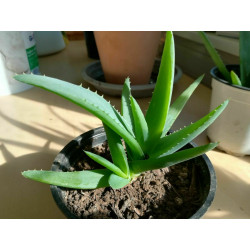 Echte Aloe Vera (Aloe Vera)...