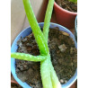 Echte Aloe Vera (Aloe Vera) Stylische Zimmer Pflanze, besonders Schlaf- u. Wohnräume