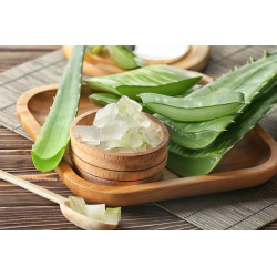 Echte Aloe Vera (Aloe Vera) Stylische Zimmer Pflanze, besonders Schlaf- u. Wohnräume