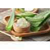 Echte Aloe Vera (Aloe Vera) Stylische Zimmer Pflanze, besonders Schlaf- u. Wohnräume