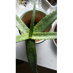 Echte Aloe Vera (Aloe Vera) Stylische Zimmer Pflanze, besonders Schlaf- u. Wohnräume