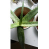 Echte Aloe Vera (Aloe Vera) Stylische Zimmer Pflanze, besonders Schlaf- u. Wohnräume