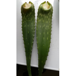 Echte Aloe Vera (Aloe Vera) Stylische Zimmer Pflanze, besonders Schlaf- u. Wohnräume