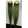 Echte Aloe Vera (Aloe Vera) Stylische Zimmer Pflanze, besonders Schlaf- u. Wohnräume