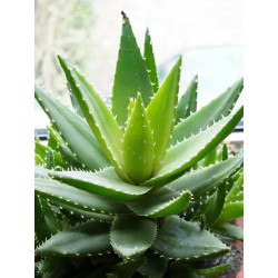 Krokodilzahn Aloe Vera...