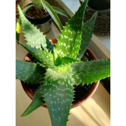 Greenii Aloe Vera (Aloe...