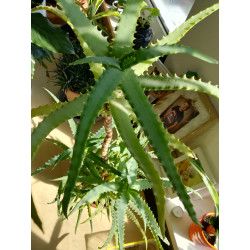 Spider Aloe Vera (Aloe...