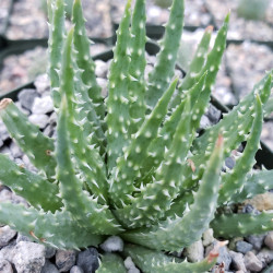 Jurassic Spider Aloe Vera...
