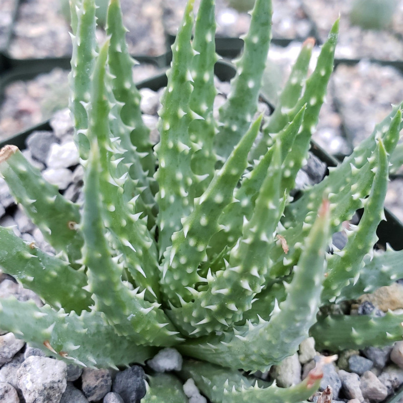 Jurassic Spider Aloe Vera (Aloe Humilis) Stylische Zimmer Pflanze, besonders Schlaf- u. Wohnräume