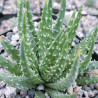 Jurassic Spider Aloe Vera (Aloe Humilis) Stylische Zimmer Pflanze, besonders Schlaf- u. Wohnräume