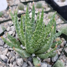 Jurassic Spider Aloe Vera (Aloe Humilis) Stylische Zimmer Pflanze, besonders Schlaf- u. Wohnräume
