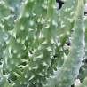 Jurassic Spider Aloe Vera (Aloe Humilis) Stylische Zimmer Pflanze, besonders Schlaf- u. Wohnräume