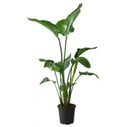 Baumstrelitzie - Strelitzia Nicolai